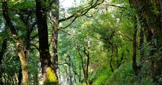 Circuit | Un château dans le vignoble | Bouteville_Bouteville