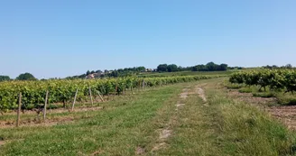 Circuit | Chemin des bergers | Châteauneuf-sur-Charente