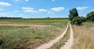 Circuit | Chemins en fins bois | Sigogne_Sigogne