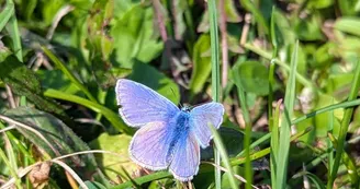 Circuit des vignes | Bouteville