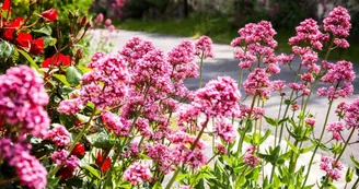 Circuit | Chemin des Vignes | Mosnac-St-Simeux