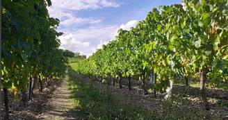 Circuit du Bain des Dames | Châteauneuf-sur-Charente