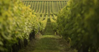 Circuit | Chemin des Vignes | Mosnac-St-Simeux